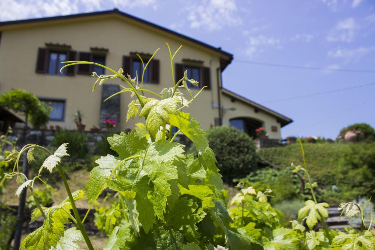 Villa Porcigliano Olive Grove Polcanto Bagian luar foto
