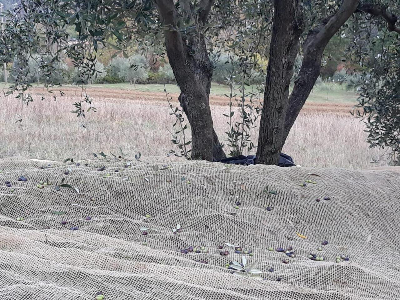 Villa Porcigliano Olive Grove Polcanto Bagian luar foto