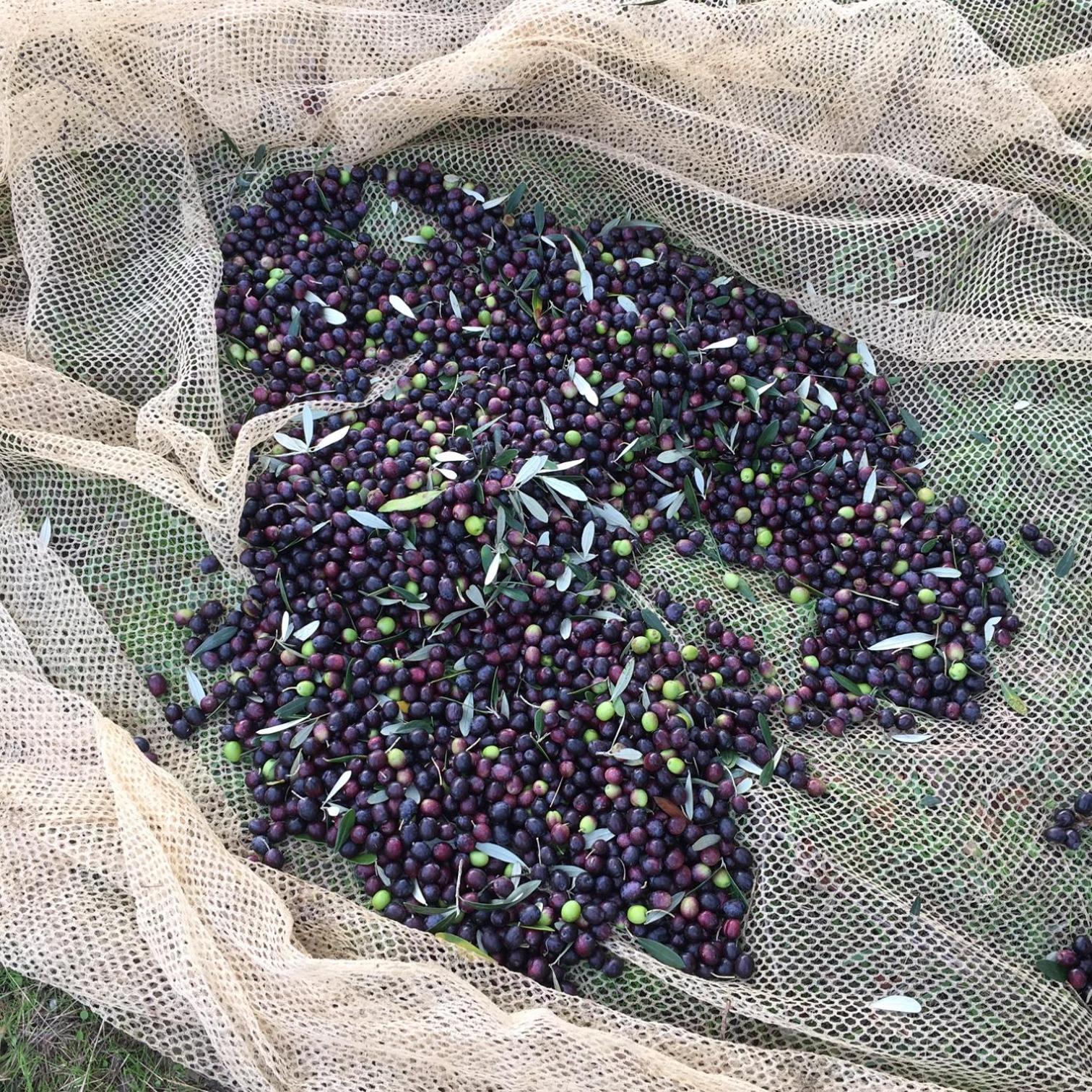 Villa Porcigliano Olive Grove Polcanto Bagian luar foto