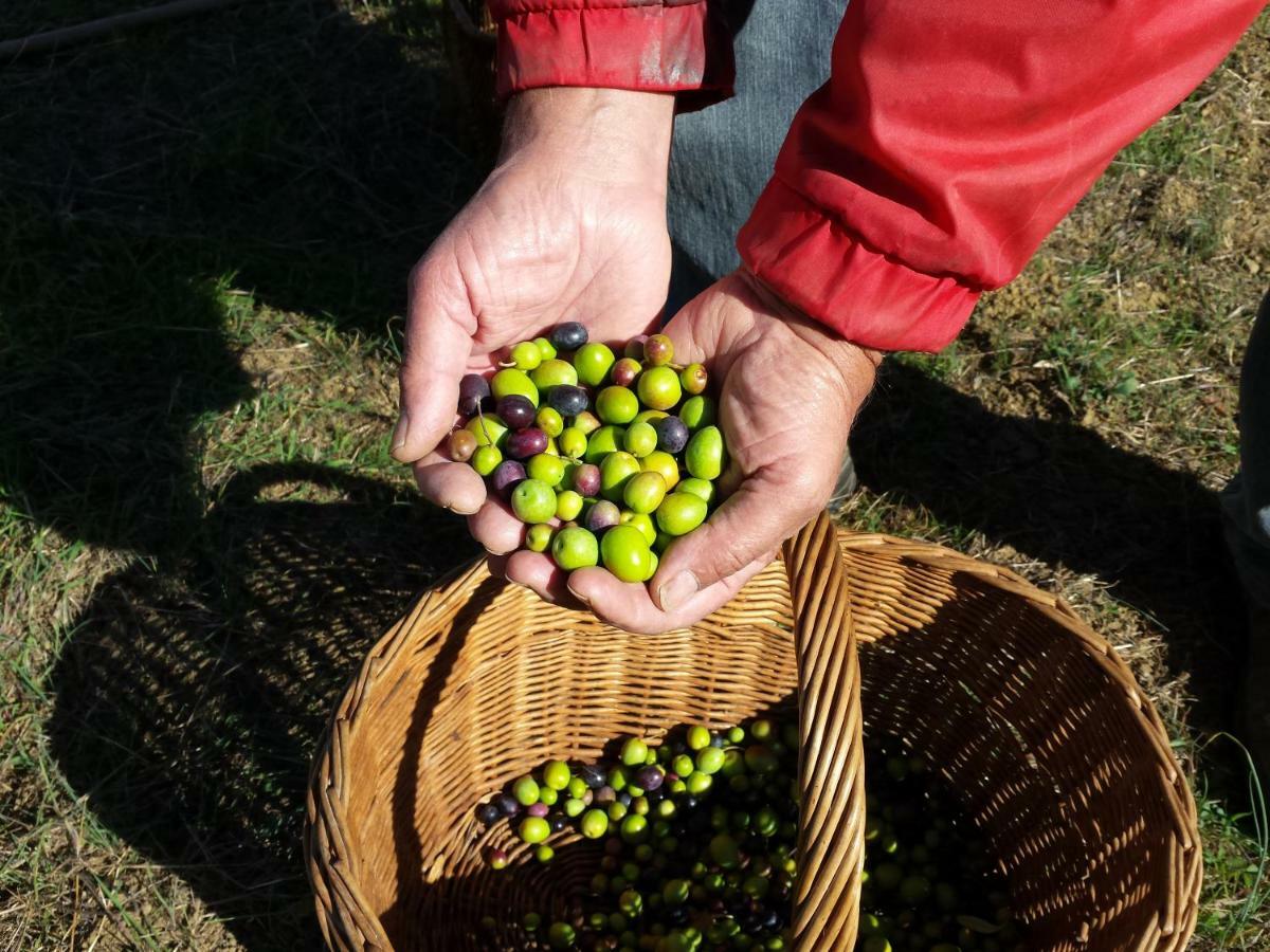 Villa Porcigliano Olive Grove Polcanto Bagian luar foto