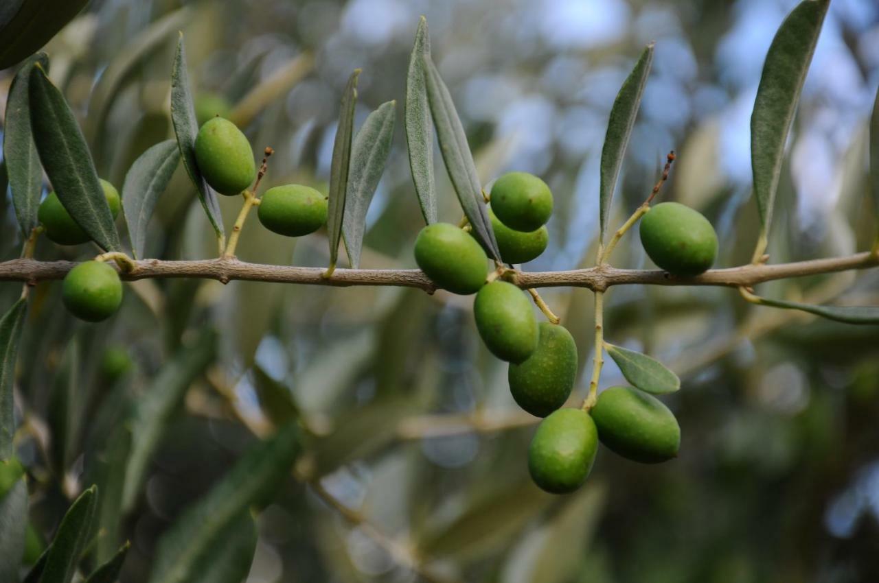 Villa Porcigliano Olive Grove Polcanto Bagian luar foto